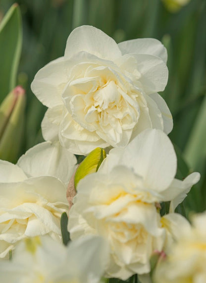 Daffodil  'Obdam' - 5 bulbs