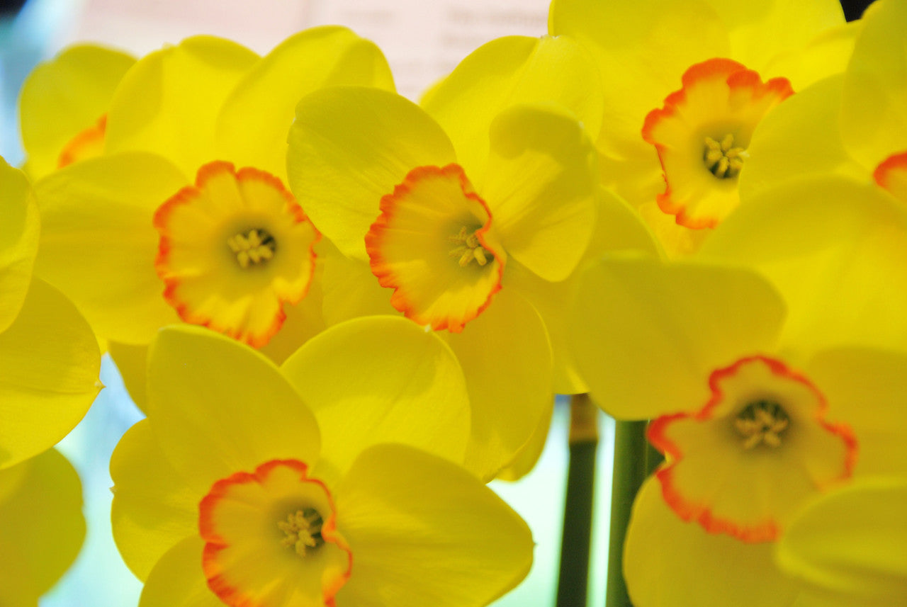 Narcissus 'Pacific Rim' - Southern Daffodil Bulb – The Southern Bulb Co.