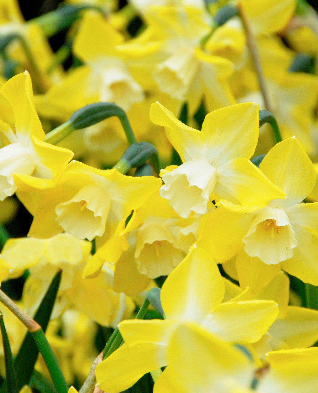 Southern Bulb Co. Daffodil Pipit - Thumbnail 3