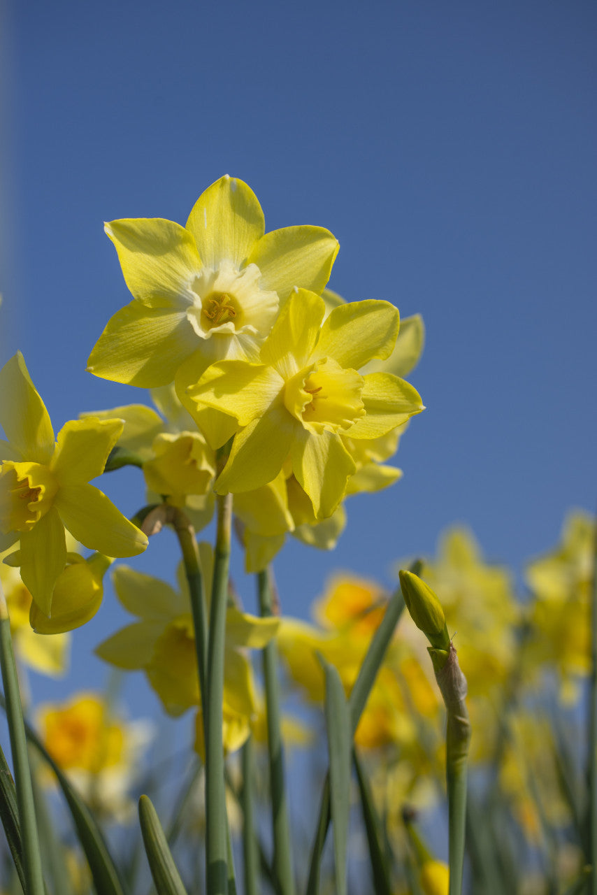 Southern Bulb Co. Daffodil Pipit