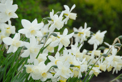 Daffodil 'Sailboat' - 5 bulbs