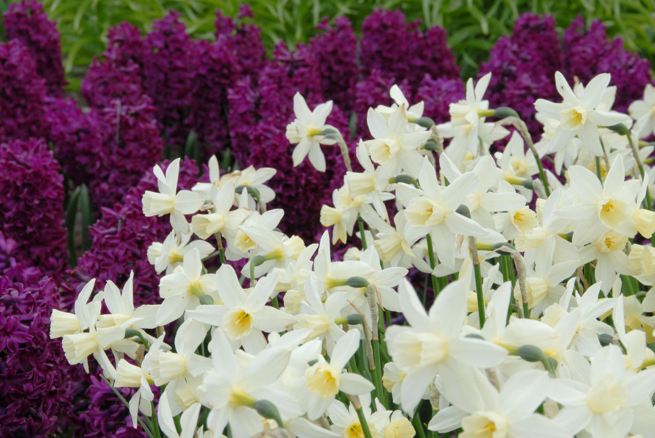Daffodil 'Sailboat' - 5 bulbs