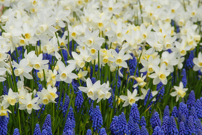 Daffodil 'Sailboat' - 5 bulbs