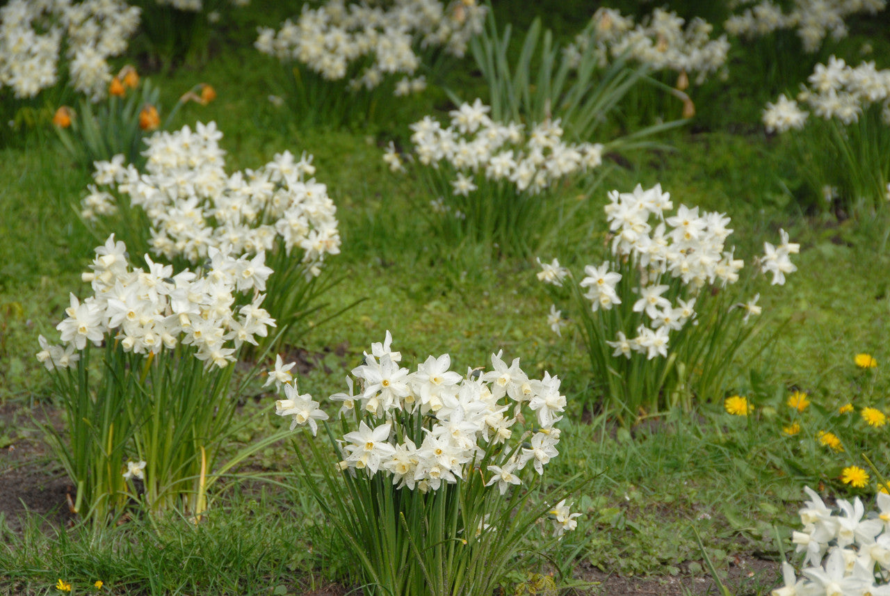 Daffodil 'Sailboat' - 5 bulbs