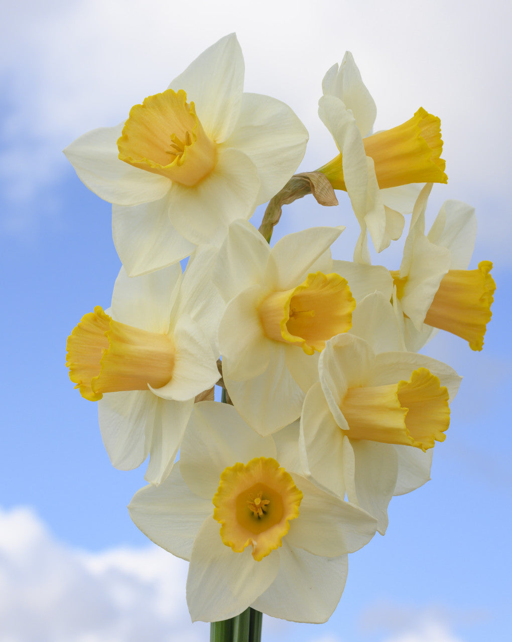 Daffodil 'Salome' - 5 bulbs