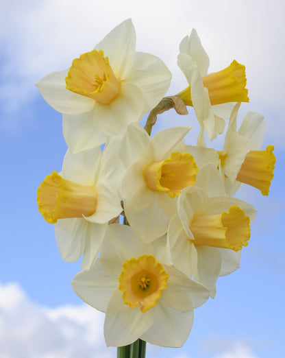 Daffodil 'Salome' - 5 bulbs