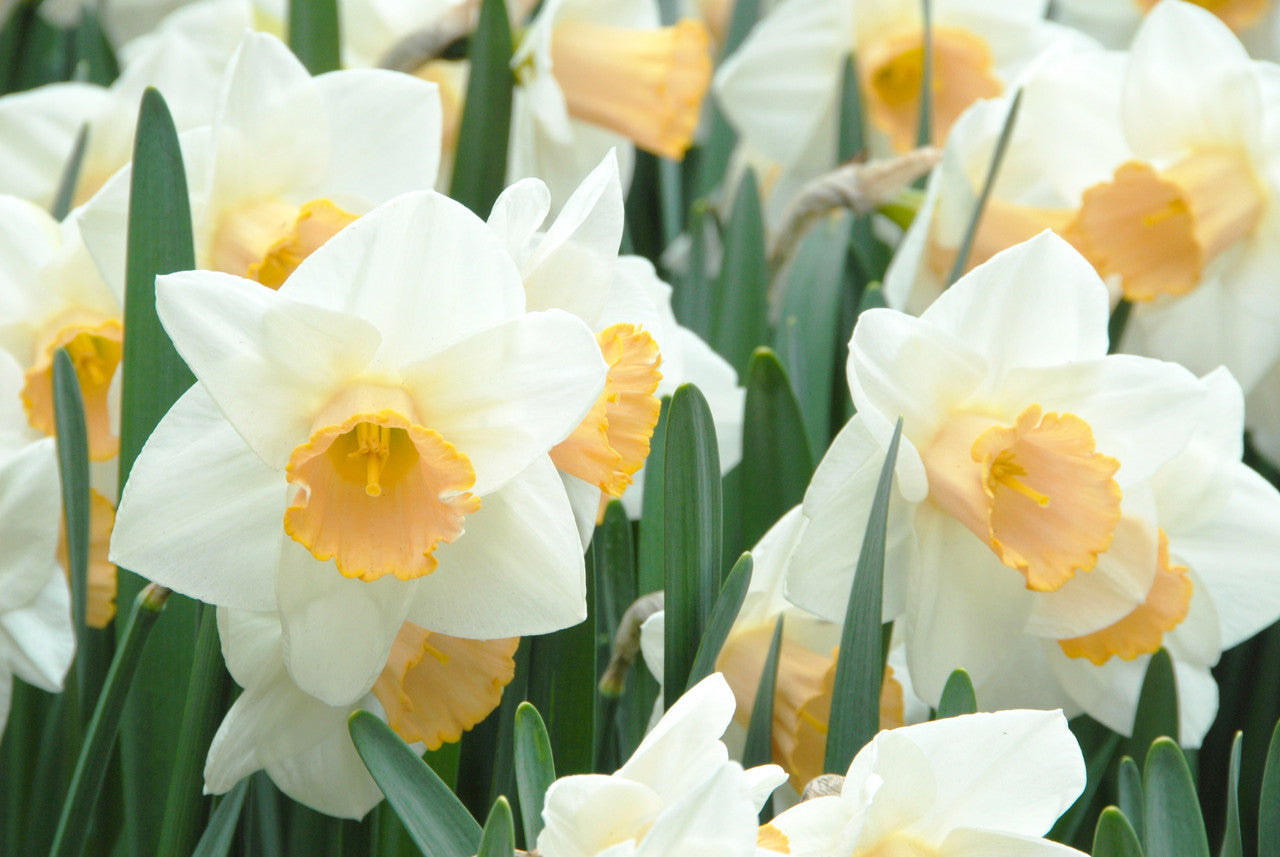 Daffodil 'Salome' - 5 bulbs