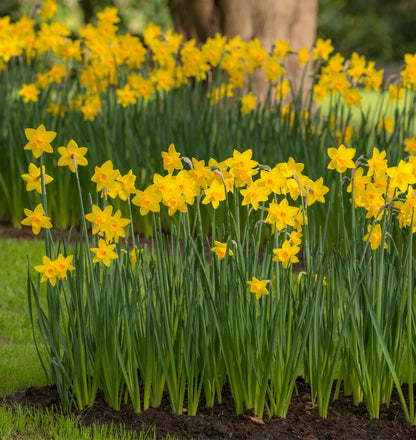 Daffodil 'Sweetness' - 5 bulbs
