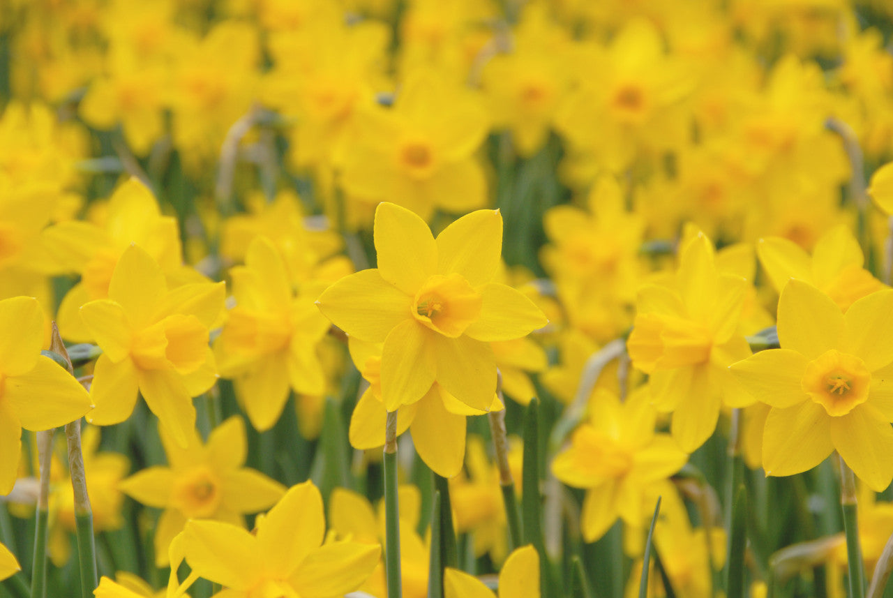 Daffodil 'Sweetness' - 5 bulbs