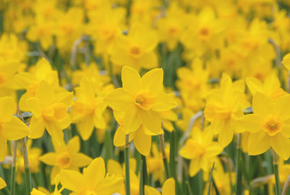 Daffodil 'Sweetness' - 5 bulbs