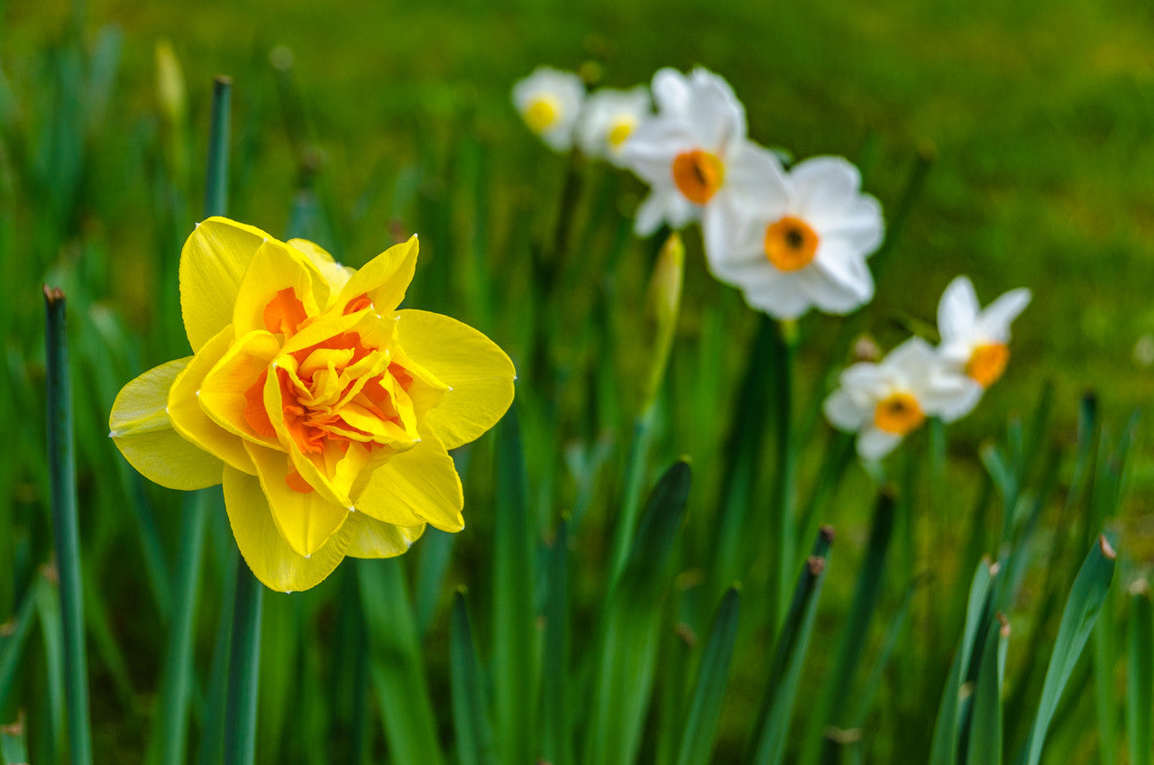 Daffodil 'Tahiti' - 5 bulbs