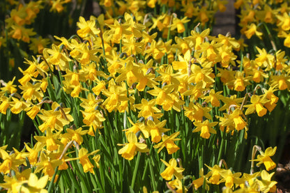 Daffodil 'Tete-a-Tete' - 5 bulbs