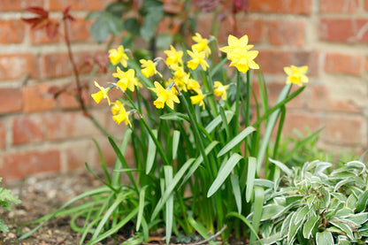 Daffodil 'Tete-a-Tete' - 5 bulbs