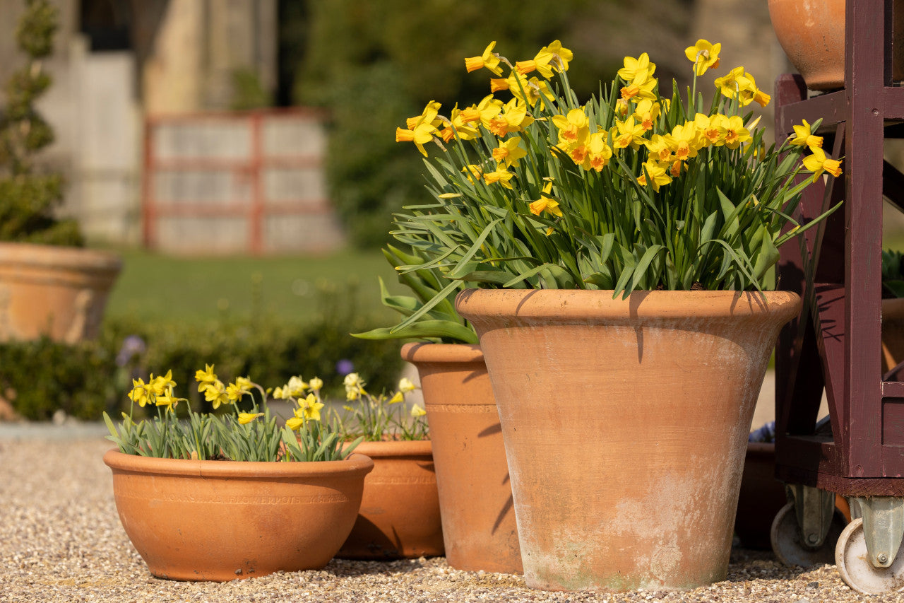 Daffodil 'Tete-a-Tete' - 5 bulbs
