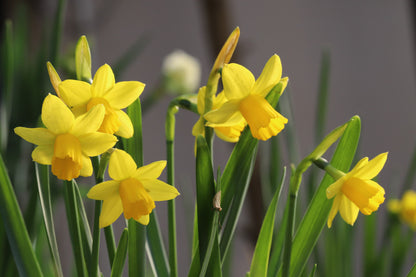 Daffodil 'Tete-a-Tete' - 5 bulbs