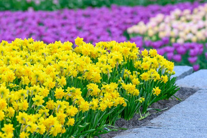 Daffodil 'Tete Boucle' - 5 bulbs