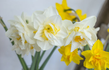 Daffodil 'White Lion' - 5 bulbs