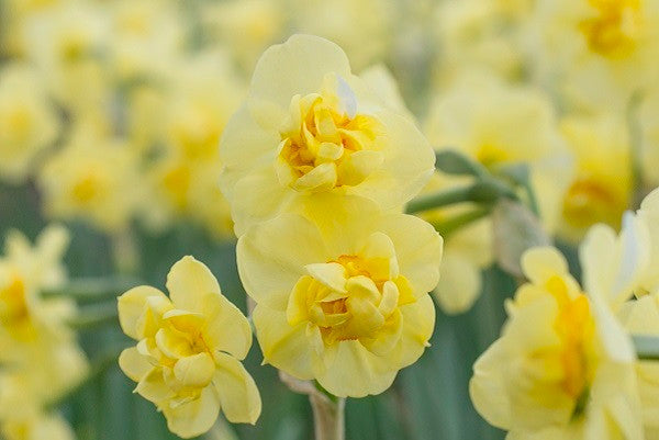 Daffodil 'Yellow Cheerfulness' - 5 bulbs