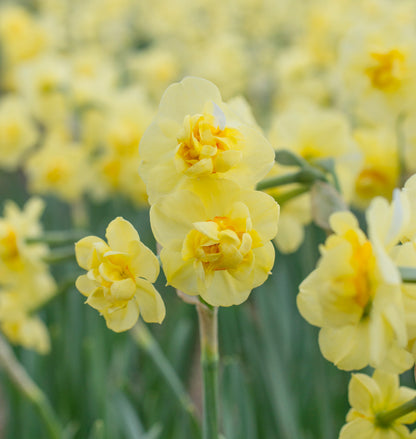Daffodil 'Yellow Cheerfulness' - 5 bulbs