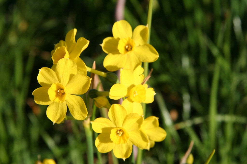 Southern Bulbs Jonquil