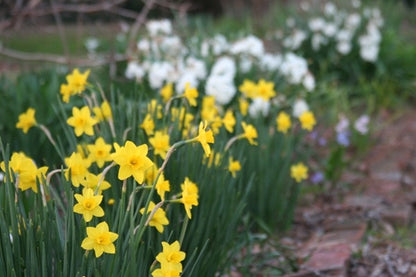 Heirloom Daffodil 'Trevithian' - 5 bulbs