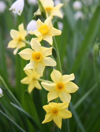 Heirloom 'Texas Star' - 10 bulbs