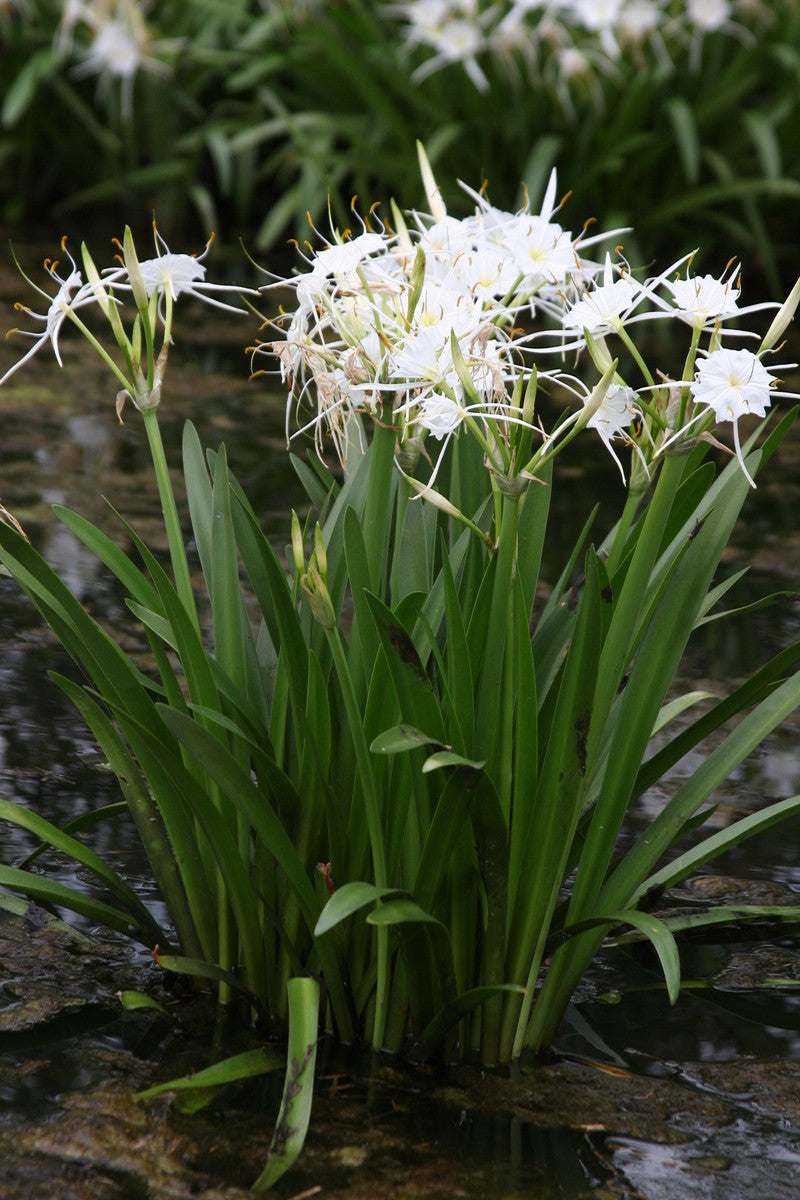 are spider lilies invasive Hymenocallis liriosme (native) - "Texas Spider Lily"