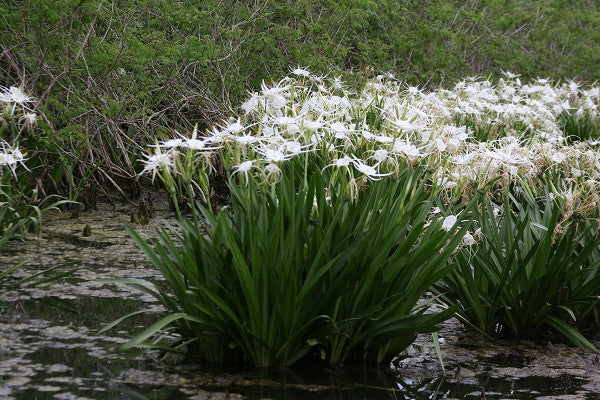 white lily psychedelic Hymenocallis liriosme (native) - "Texas Spider Lily"