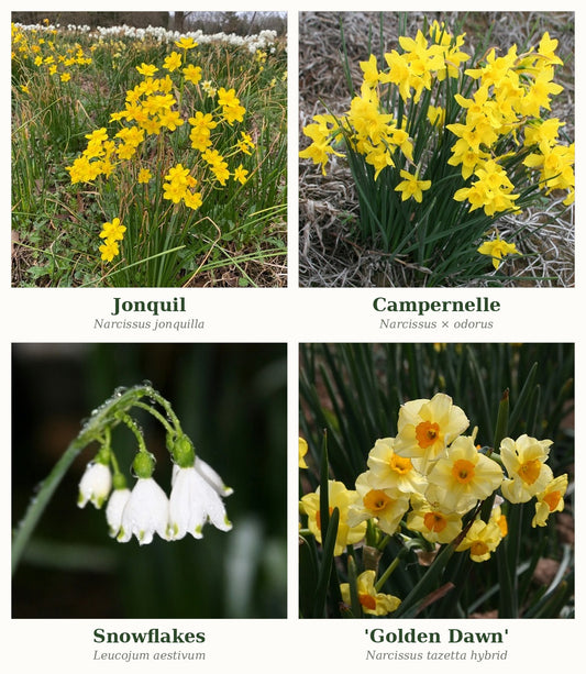 Old Homesite Mix - 10 bulbs