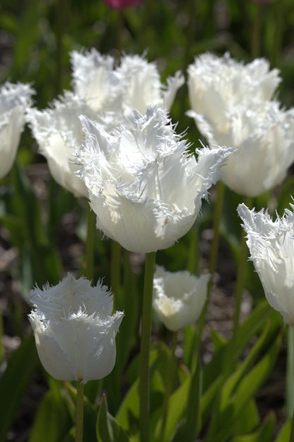 Tulipa 'Noordeinde' - 5 bulbs