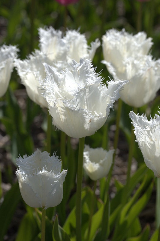 Tulipa 'Noordeinde' - 5 bulbs