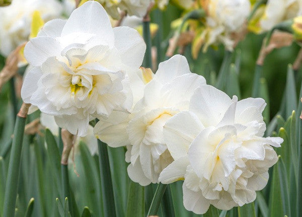 Southern Bulbs Daffodil Obdam