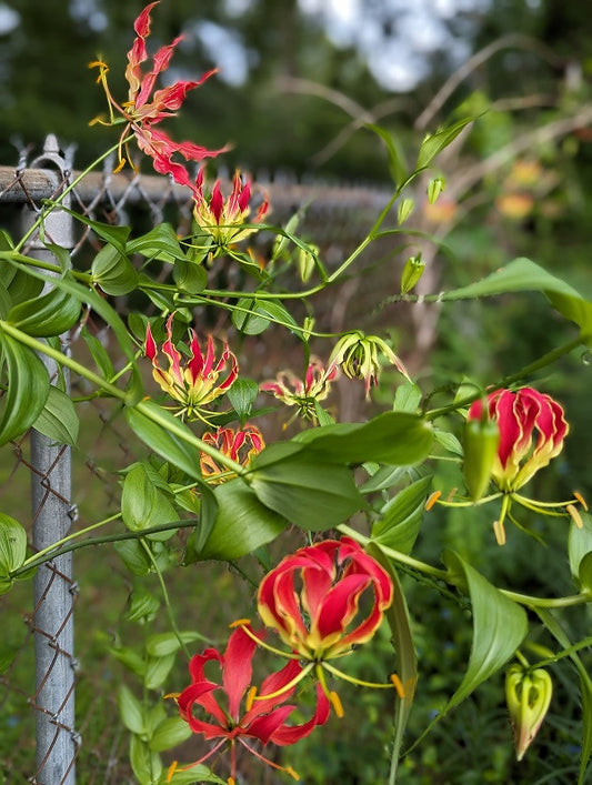 Gloriosa rothschildiana (Super Fire Lily) - 5 tubers