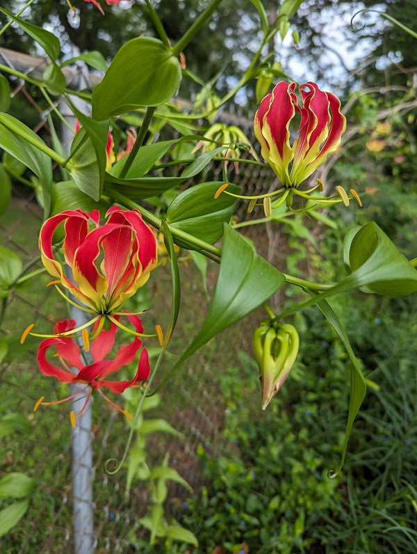 Gloriosa rothschildiana (Super Fire Lily) - 5 tubers
