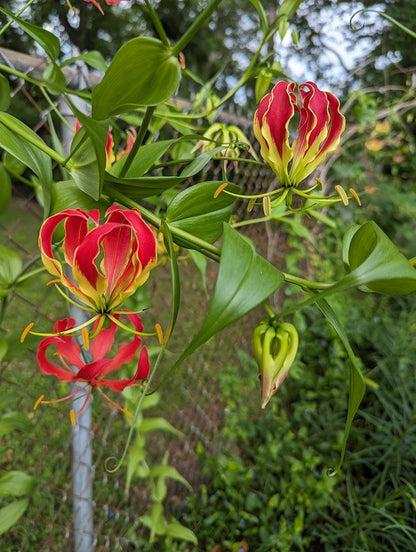 Gloriosa rothschildiana (Super Fire Lily) - 5 tubers