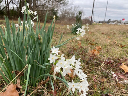 Old-Fashioned Paperwhites - 10 bulbs