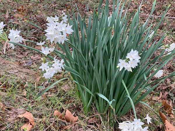 paper white lily bulbs Old-Fashioned Paperwhites