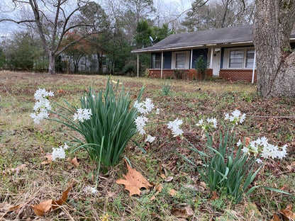 Old-Fashioned Paperwhites - 10 bulbs