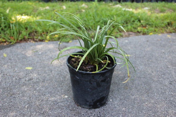 Zephyranthes Labuffarosa Pink Rain lily - Southern Perennial Bulb
