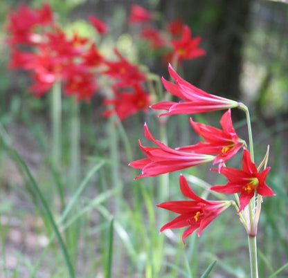 Oxblood Lily or "Schoolhouse Lily" - 1 - 5" pot