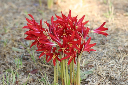 Oxblood Lily or "Schoolhouse Lily" - 1 - 5" pot
