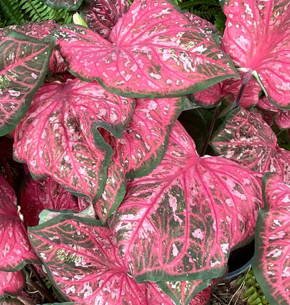 Caladium 'Pinky Swear' - 3 tubers
