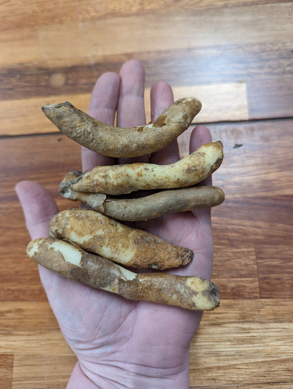 Gloriosa rothschildiana (Super Fire Lily) - 5 tubers