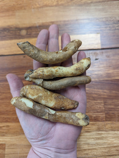 Gloriosa rothschildiana (Super Fire Lily) - 5 tubers