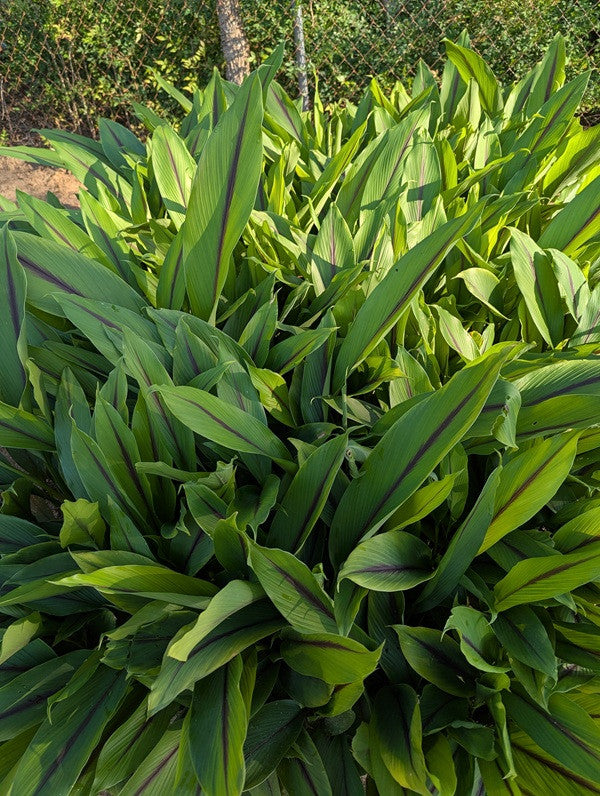 Curcuma aeruginosa 'Indian Surprise' - 3 bulbs