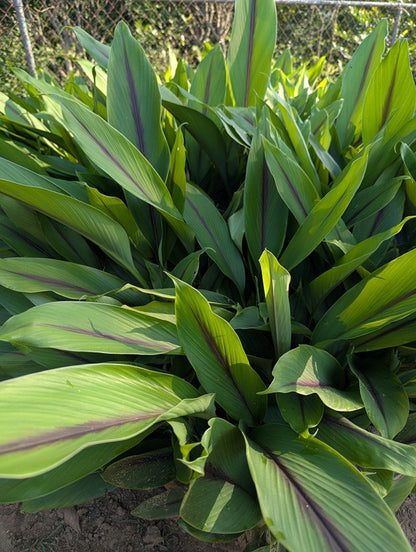 Curcuma aeruginosa 'Indian Surprise' - 3 bulbs