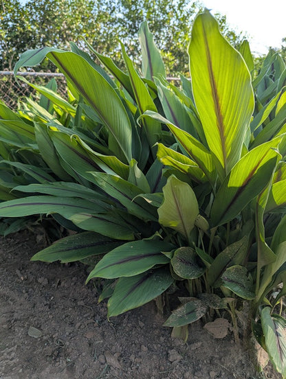 Curcuma aeruginosa 'Indian Surprise' - 3 bulbs