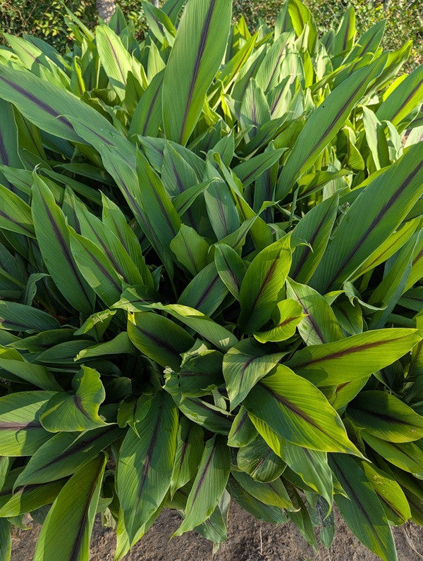 Curcuma aeruginosa 'Indian Surprise' - 3 bulbs