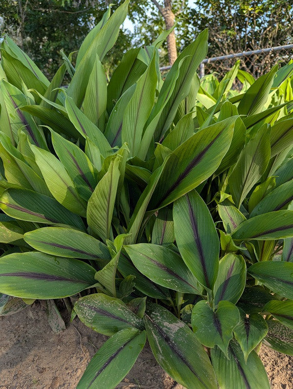 curcuma plant indoor Curcuma aeruginosa 'Indian Surprise' – The Southern Bulb Co