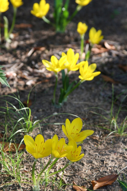Sternbergia lutea "Autumn Daffodil" - 5 bulbs